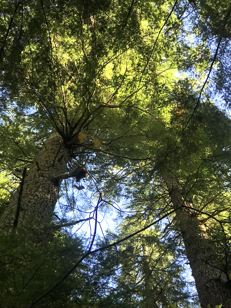 forest treetops